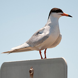 photos of a bird photos of a bird